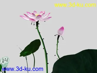 3D打印模型荷花的图片