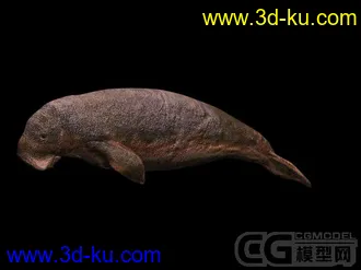 海牛模型哦的图片