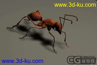 收集的动物的模型的图片