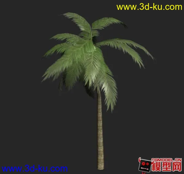 palm 棕榈树  分享模型的图片1