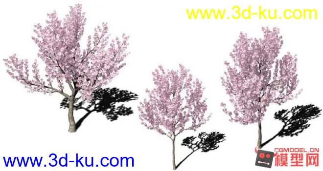 樱桃树模型的图片1