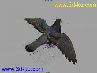 电影级鸽子模型的图片