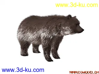 3D打印模型电影级熊带材质绑定和毛发的图片