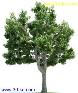 3D打印模型很不错的植物的图片