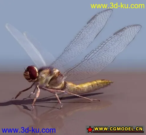动物模型——精品蜻蜓的图片1