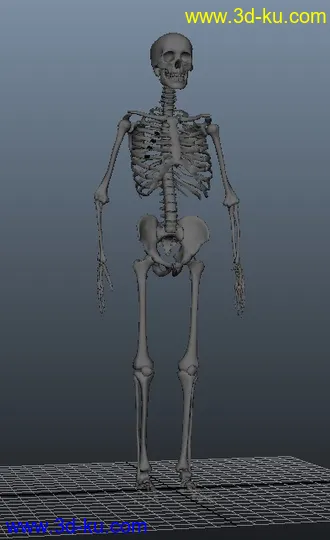 3D打印模型人体骨架，有MB和OBJ格式，稀有！的图片