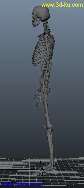3D打印模型人体骨架，有MB和OBJ格式，稀有！的图片