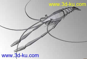 maya模型-虾的图片