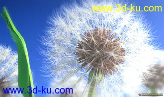 3D打印模型蒲公英的图片