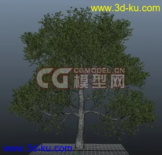 3D打印模型极品树木！！带透明贴图和高光贴图，都经过整理~~的图片