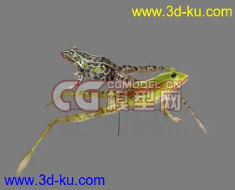 3D打印模型写实的青蛙的图片