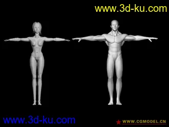 一组黄金比例的男女模型，研究结构的朋友赶紧了的图片