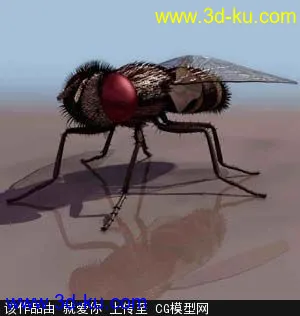 3D打印模型苍蝇的图片