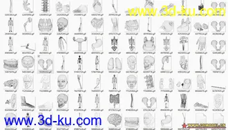 人物及人体器官模型的图片