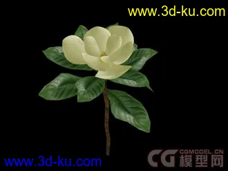 植物小模型 广玉兰的图片