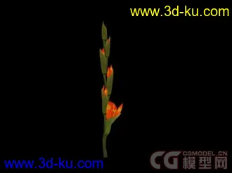 植物小模型 唐菖蒲的图片