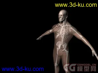 MAYA制作的人体模型带人体骨骼 绑定 材质和贴图的图片