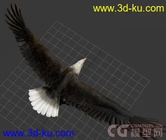 一只苍鹰，老鹰模型下载！的图片