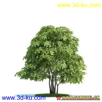 红豆树模型的图片