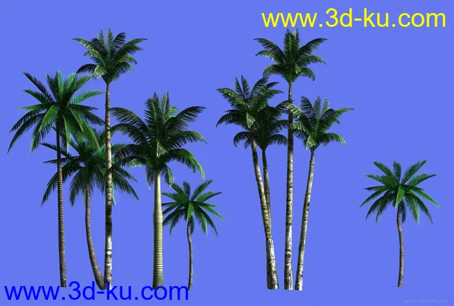 椰子树模模型的图片1