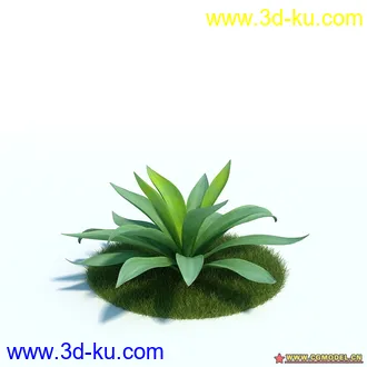 一个植物模型的图片