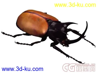 常见昆虫模型下载的图片