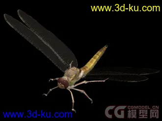 常见昆虫模型下载的图片