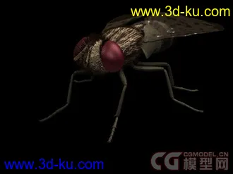 常见昆虫模型下载的图片