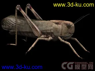 常见昆虫模型下载的图片