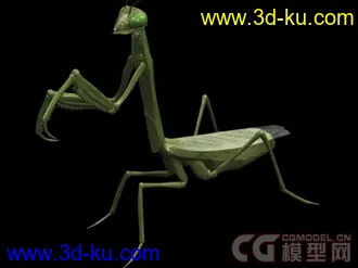 常见昆虫模型下载的图片