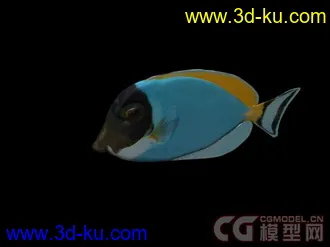 来个大的海洋动物合集模型下载的图片