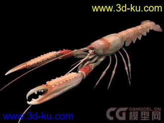 来个大的海洋动物合集模型下载的图片