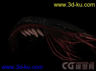 来个大的海洋动物合集模型下载的图片