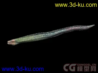 来个大的海洋动物合集模型下载的图片
