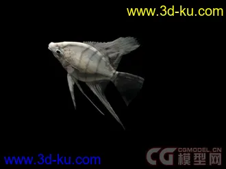 来个大的海洋动物合集模型下载的图片