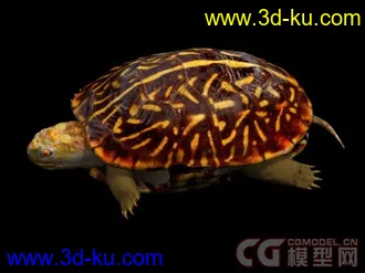 来个大的海洋动物合集模型下载的图片