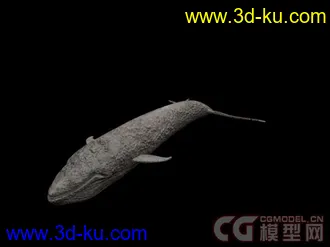 来个大的海洋动物合集模型下载的图片