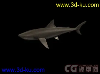 来个大的海洋动物合集模型下载的图片