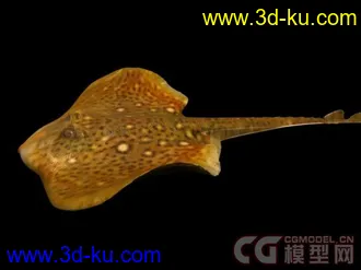 来个大的海洋动物合集模型下载的图片