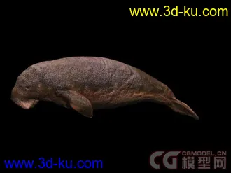 来个大的海洋动物合集模型下载的图片