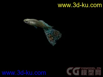 来个大的海洋动物合集模型下载的图片