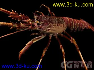 来个大的海洋动物合集模型下载的图片
