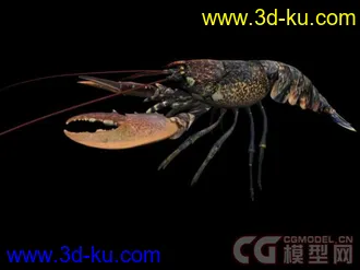 来个大的海洋动物合集模型下载的图片