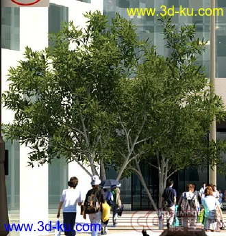 普通小树 模型下载的图片