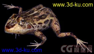 3D打印模型低模青蛙一只+贴图+obj通用的图片