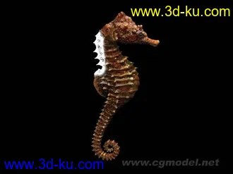 海馬模型的图片