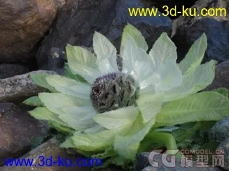 3D打印模型西藏雪莲花+动画的图片