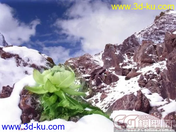 西藏雪莲花+动画模型的图片4