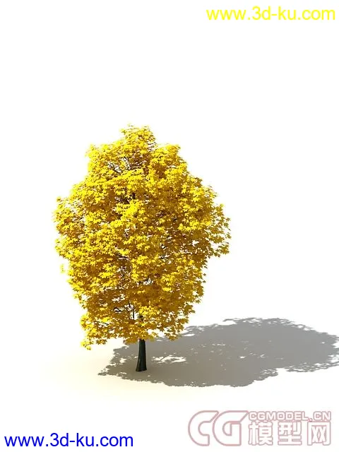 黄冠枫树 精模模型的图片1