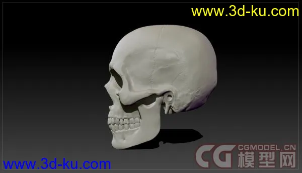 Skull_头骨雕刻_头骨模型下载（原创）的图片2
